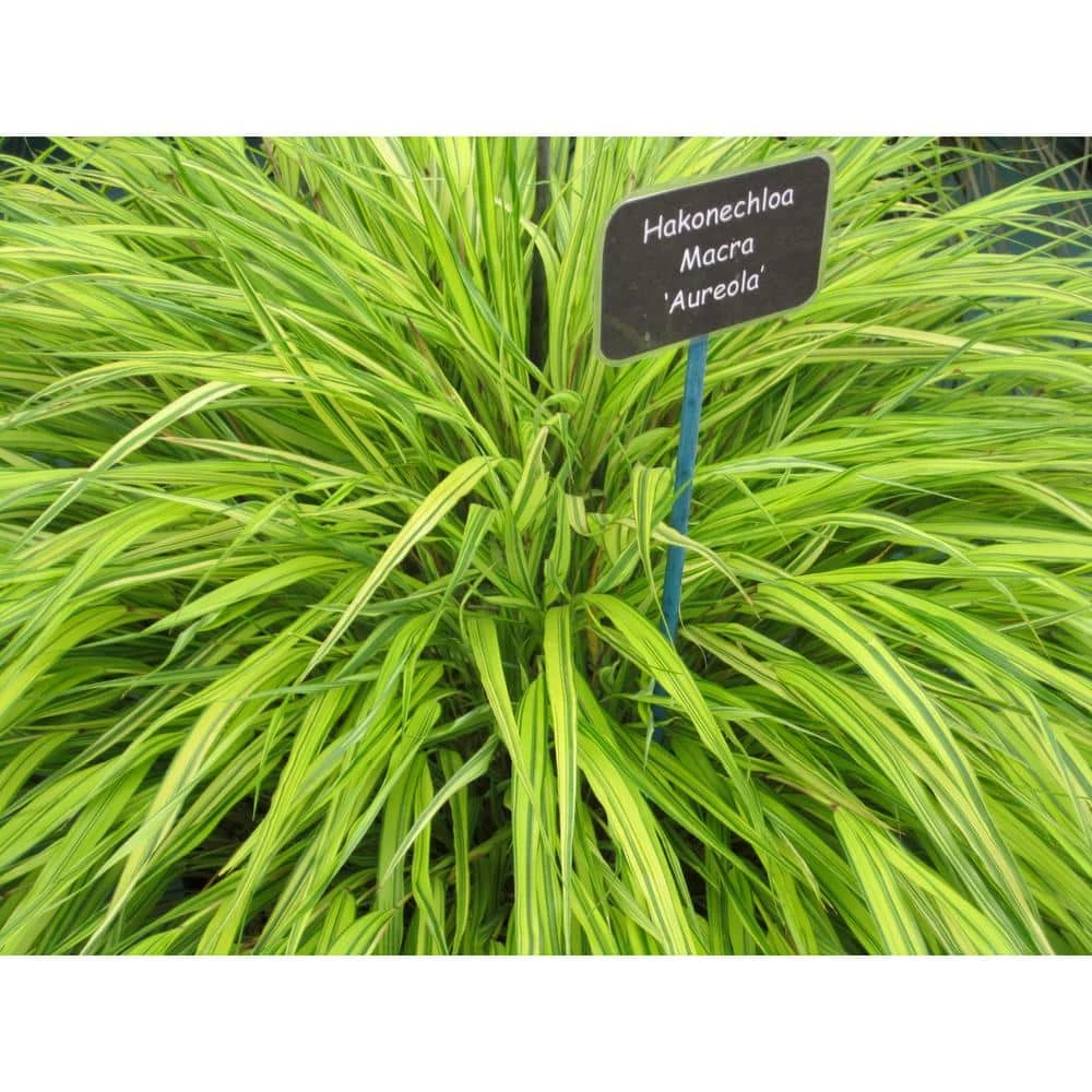 Online Orchards 1 Gal. Aureola Japanese Forest Grass - Unique Golden/Green Variegated and Mounding Ornamental Grass 3 Online Orchards 1 Gal. Aureola Japanese Forest Grass - Unique Golden/Green Variegated and Mounding Ornamental Grass - Image 3