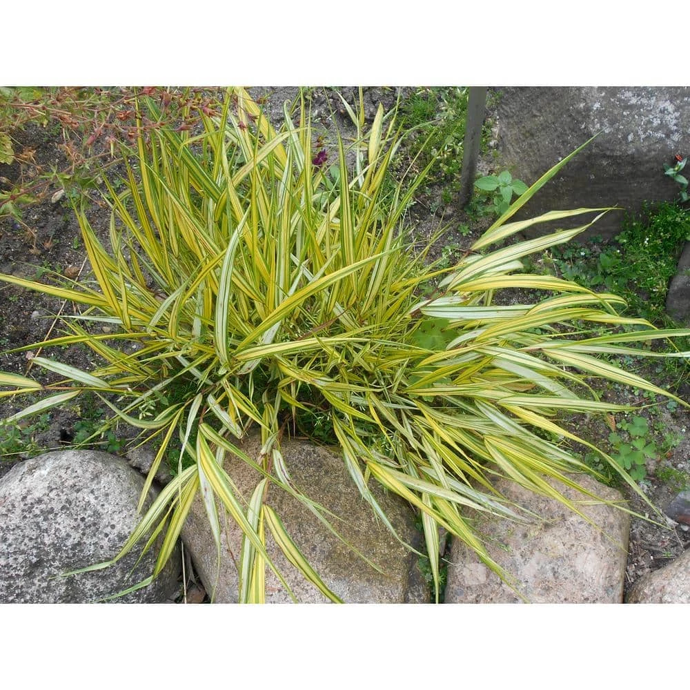 Online Orchards 1 Gal. Aureola Japanese Forest Grass - Unique Golden/Green Variegated and Mounding Ornamental Grass 1 Online Orchards 1 Gal. Aureola Japanese Forest Grass - Unique Golden/Green Variegated and Mounding Ornamental Grass
