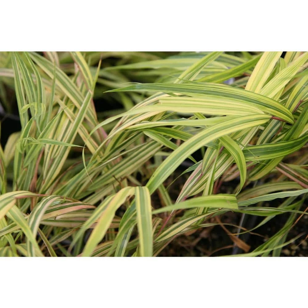 Online Orchards 1 Gal. Aureola Japanese Forest Grass - Unique Golden/Green Variegated and Mounding Ornamental Grass 2 Online Orchards 1 Gal. Aureola Japanese Forest Grass - Unique Golden/Green Variegated and Mounding Ornamental Grass - Image 2
