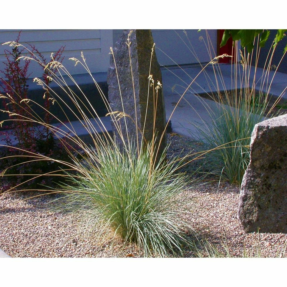 Online Orchards 1 Gal. Blue Oat Grass - Long Flowing Blue-Silver Blades Of Grass Can Retain Their Striking Color Even Through Winter 4 Online Orchards 1 Gal. Blue Oat Grass - Long Flowing Blue-Silver Blades Of Grass Can Retain Their Striking Color Even Through Winter - Image 4