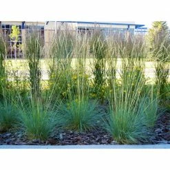 Online Orchards 1 Gal. Blue Oat Grass - Long Flowing Blue-Silver Blades Of Grass Can Retain Their Striking Color Even Through Winter 11 Online Orchards 1 Gal. Blue Oat Grass - Long Flowing Blue-Silver Blades Of Grass Can Retain Their Striking Color Even Through Winter -Online Orchards store online orchards ornamental grasses gror006 44 1000