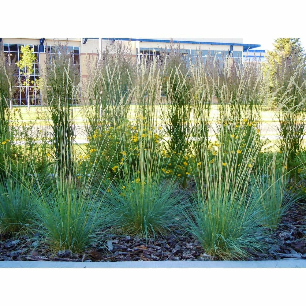Online Orchards 1 Gal. Blue Oat Grass - Long Flowing Blue-Silver Blades Of Grass Can Retain Their Striking Color Even Through Winter 5 Online Orchards 1 Gal. Blue Oat Grass - Long Flowing Blue-Silver Blades Of Grass Can Retain Their Striking Color Even Through Winter - Image 5