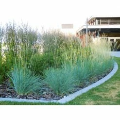 Online Orchards 1 Gal. Blue Oat Grass - Long Flowing Blue-Silver Blades Of Grass Can Retain Their Striking Color Even Through Winter 9 Online Orchards 1 Gal. Blue Oat Grass - Long Flowing Blue-Silver Blades Of Grass Can Retain Their Striking Color Even Through Winter -Online Orchards store online orchards ornamental grasses gror006 4f 1000