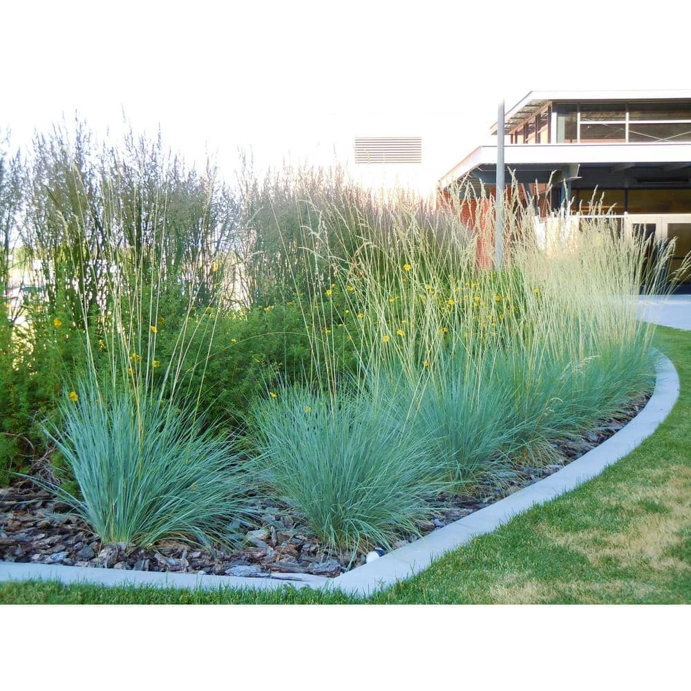 Online Orchards 1 Gal. Blue Oat Grass - Long Flowing Blue-Silver Blades Of Grass Can Retain Their Striking Color Even Through Winter 3 Online Orchards 1 Gal. Blue Oat Grass - Long Flowing Blue-Silver Blades Of Grass Can Retain Their Striking Color Even Through Winter - Image 3