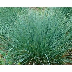Online Orchards 1 Gal. Blue Oat Grass - Long Flowing Blue-Silver Blades Of Grass Can Retain Their Striking Color Even Through Winter