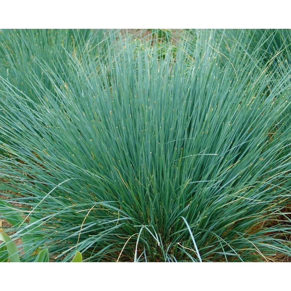 Online Orchards 1 Gal. Blue Oat Grass - Long Flowing Blue-Silver Blades Of Grass Can Retain Their Striking Color Even Through Winter 1 Online Orchards 1 Gal. Blue Oat Grass - Long Flowing Blue-Silver Blades Of Grass Can Retain Their Striking Color Even Through Winter