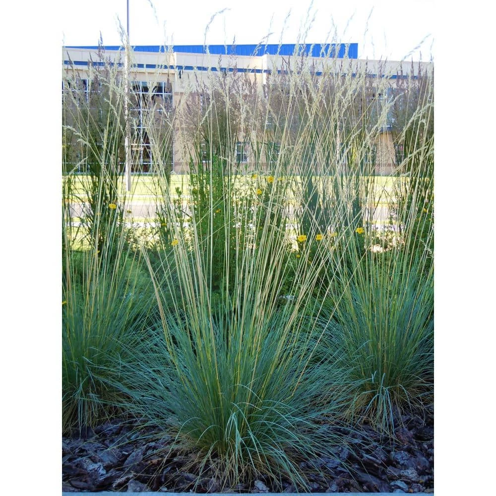 Online Orchards 1 Gal. Blue Oat Grass - Long Flowing Blue-Silver Blades Of Grass Can Retain Their Striking Color Even Through Winter 7 Online Orchards 1 Gal. Blue Oat Grass - Long Flowing Blue-Silver Blades Of Grass Can Retain Their Striking Color Even Through Winter - Image 7