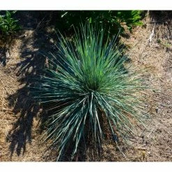 Online Orchards 1 Gal. Blue Oat Grass - Long Flowing Blue-Silver Blades Of Grass Can Retain Their Striking Color Even Through Winter 12 Online Orchards 1 Gal. Blue Oat Grass - Long Flowing Blue-Silver Blades Of Grass Can Retain Their Striking Color Even Through Winter -Online Orchards store online orchards ornamental grasses gror006 fa 1000