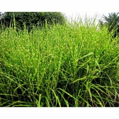 Online Orchards 1 Gal. Little Zebra Miscanthus Compact, White-Striped, Ornamental Grass Favorite 10 Online Orchards 1 Gal. Little Zebra Miscanthus Compact, White-Striped, Ornamental Grass Favorite -Online Orchards store online orchards ornamental grasses gror007 1f 1000