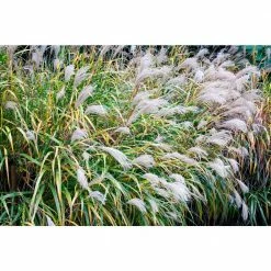 Online Orchards 1 Gal. Little Zebra Miscanthus Compact, White-Striped, Ornamental Grass Favorite 11 Online Orchards 1 Gal. Little Zebra Miscanthus Compact, White-Striped, Ornamental Grass Favorite -Online Orchards store online orchards ornamental grasses gror007 44 1000