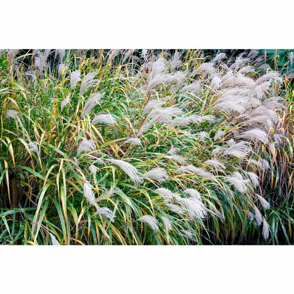 Online Orchards 1 Gal. Little Zebra Miscanthus Compact, White-Striped, Ornamental Grass Favorite 5 Online Orchards 1 Gal. Little Zebra Miscanthus Compact, White-Striped, Ornamental Grass Favorite - Image 5
