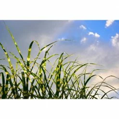 Online Orchards 1 Gal. Little Zebra Miscanthus Compact, White-Striped, Ornamental Grass Favorite 9 Online Orchards 1 Gal. Little Zebra Miscanthus Compact, White-Striped, Ornamental Grass Favorite -Online Orchards store online orchards ornamental grasses gror007 4f 1000