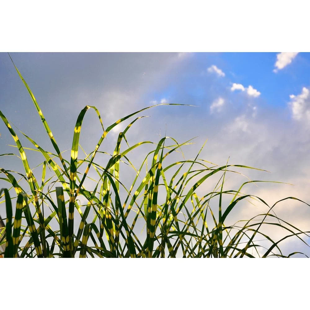 Online Orchards 1 Gal. Little Zebra Miscanthus Compact, White-Striped, Ornamental Grass Favorite 3 Online Orchards 1 Gal. Little Zebra Miscanthus Compact, White-Striped, Ornamental Grass Favorite - Image 3