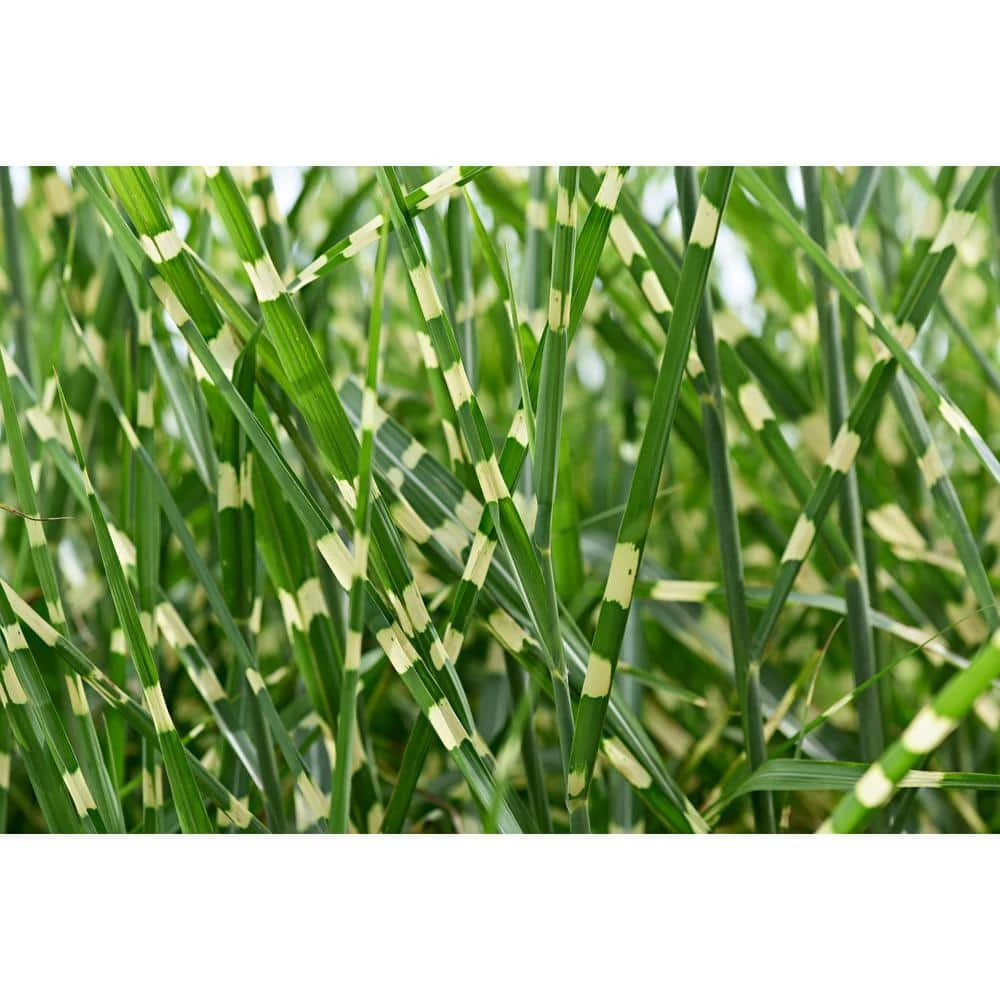 Online Orchards 1 Gal. Little Zebra Miscanthus Compact, White-Striped, Ornamental Grass Favorite 1 Online Orchards 1 Gal. Little Zebra Miscanthus Compact, White-Striped, Ornamental Grass Favorite