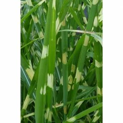 Online Orchards 1 Gal. Little Zebra Miscanthus Compact, White-Striped, Ornamental Grass Favorite 13 Online Orchards 1 Gal. Little Zebra Miscanthus Compact, White-Striped, Ornamental Grass Favorite -Online Orchards store online orchards ornamental grasses gror007 76 1000