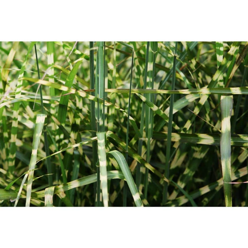 Online Orchards 1 Gal. Little Zebra Miscanthus Compact, White-Striped, Ornamental Grass Favorite 6 Online Orchards 1 Gal. Little Zebra Miscanthus Compact, White-Striped, Ornamental Grass Favorite - Image 6