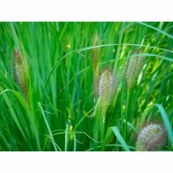Online Orchards 1 Gal. Dwarf Fountain Grass - Widely Adaptable Compact Grass, Blooms a Vivid Pinkish-Purple Color 10 Online Orchards 1 Gal. Dwarf Fountain Grass - Widely Adaptable Compact Grass, Blooms a Vivid Pinkish-Purple Color -Online Orchards store online orchards ornamental grasses gror009 1f 1000