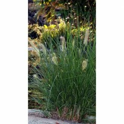 Online Orchards 1 Gal. Dwarf Fountain Grass - Widely Adaptable Compact Grass, Blooms a Vivid Pinkish-Purple Color 11 Online Orchards 1 Gal. Dwarf Fountain Grass - Widely Adaptable Compact Grass, Blooms a Vivid Pinkish-Purple Color -Online Orchards store online orchards ornamental grasses gror009 44 1000