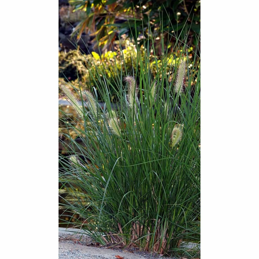 Online Orchards 1 Gal. Dwarf Fountain Grass - Widely Adaptable Compact Grass, Blooms a Vivid Pinkish-Purple Color 5 Online Orchards 1 Gal. Dwarf Fountain Grass - Widely Adaptable Compact Grass, Blooms a Vivid Pinkish-Purple Color - Image 5