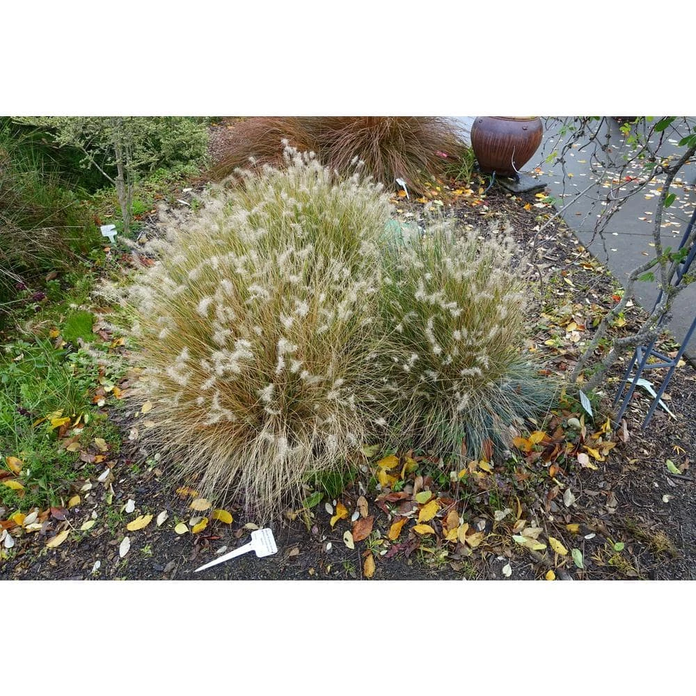 Online Orchards 1 Gal. Dwarf Fountain Grass - Widely Adaptable Compact Grass, Blooms a Vivid Pinkish-Purple Color 3 Online Orchards 1 Gal. Dwarf Fountain Grass - Widely Adaptable Compact Grass, Blooms a Vivid Pinkish-Purple Color - Image 3