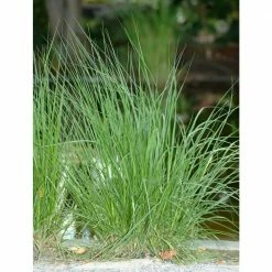 Online Orchards 1 Gal. Dwarf Fountain Grass - Widely Adaptable Compact Grass, Blooms a Vivid Pinkish-Purple Color 13 Online Orchards 1 Gal. Dwarf Fountain Grass - Widely Adaptable Compact Grass, Blooms a Vivid Pinkish-Purple Color -Online Orchards store online orchards ornamental grasses gror009 76 1000