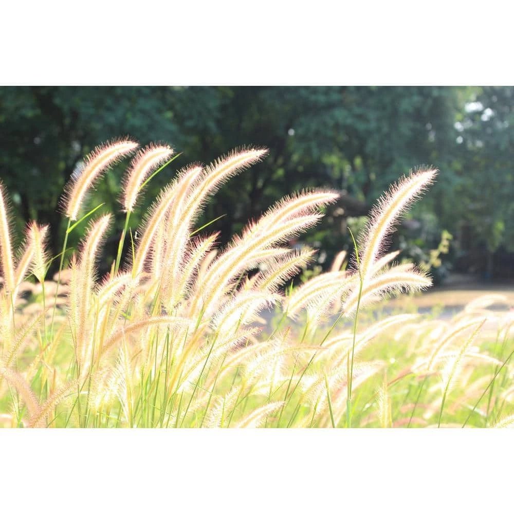 Online Orchards 1 Gal. Dwarf Fountain Grass - Widely Adaptable Compact Grass, Blooms a Vivid Pinkish-Purple Color 2 Online Orchards 1 Gal. Dwarf Fountain Grass - Widely Adaptable Compact Grass, Blooms a Vivid Pinkish-Purple Color - Image 2