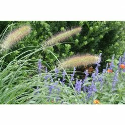 Online Orchards 1 Gal. Dwarf Fountain Grass - Widely Adaptable Compact Grass, Blooms a Vivid Pinkish-Purple Color 12 Online Orchards 1 Gal. Dwarf Fountain Grass - Widely Adaptable Compact Grass, Blooms a Vivid Pinkish-Purple Color -Online Orchards store online orchards ornamental grasses gror009 fa 1000