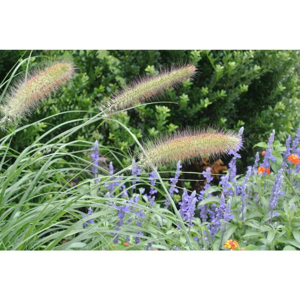 Online Orchards 1 Gal. Dwarf Fountain Grass - Widely Adaptable Compact Grass, Blooms a Vivid Pinkish-Purple Color 6 Online Orchards 1 Gal. Dwarf Fountain Grass - Widely Adaptable Compact Grass, Blooms a Vivid Pinkish-Purple Color - Image 6