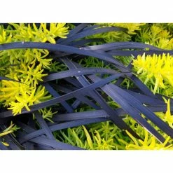 Online Orchards 1 Gal. Black Mondo Grass - Striking Dark Color Contrasts Beautifully Against Green and Purple Plants 10 Online Orchards 1 Gal. Black Mondo Grass - Striking Dark Color Contrasts Beautifully Against Green and Purple Plants -Online Orchards store online orchards ornamental grasses gror010 1f 1000