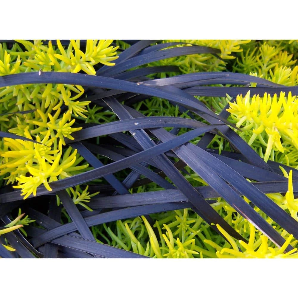 Online Orchards 1 Gal. Black Mondo Grass - Striking Dark Color Contrasts Beautifully Against Green and Purple Plants 4 Online Orchards 1 Gal. Black Mondo Grass - Striking Dark Color Contrasts Beautifully Against Green and Purple Plants - Image 4