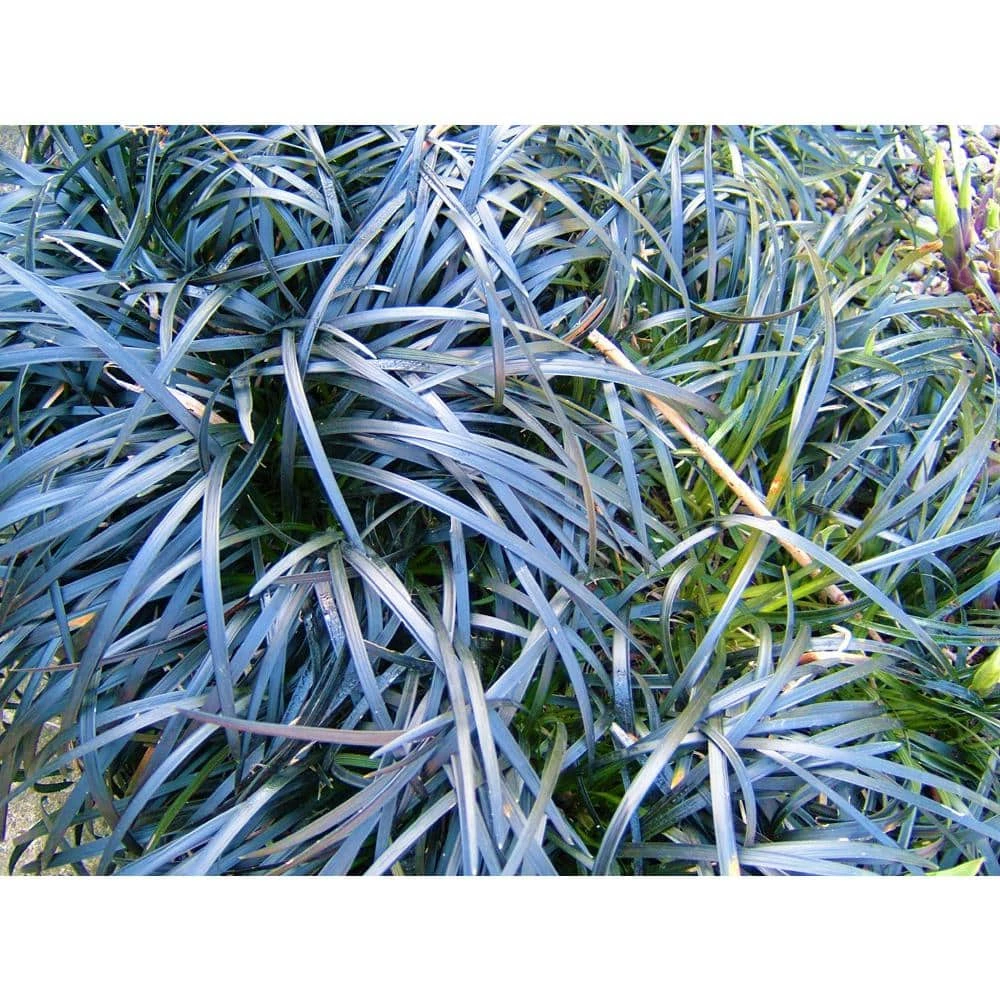 Online Orchards 1 Gal. Black Mondo Grass - Striking Dark Color Contrasts Beautifully Against Green and Purple Plants 5 Online Orchards 1 Gal. Black Mondo Grass - Striking Dark Color Contrasts Beautifully Against Green and Purple Plants - Image 5