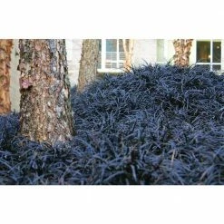 Online Orchards 1 Gal. Black Mondo Grass - Striking Dark Color Contrasts Beautifully Against Green and Purple Plants 9 Online Orchards 1 Gal. Black Mondo Grass - Striking Dark Color Contrasts Beautifully Against Green and Purple Plants -Online Orchards store online orchards ornamental grasses gror010 4f 1000