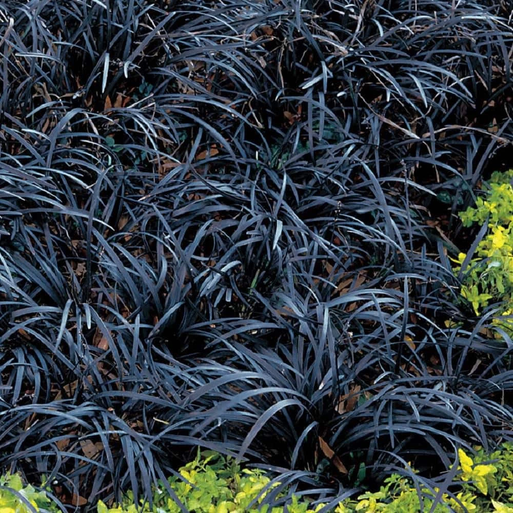 Online Orchards 1 Gal. Black Mondo Grass - Striking Dark Color Contrasts Beautifully Against Green and Purple Plants 1 Online Orchards 1 Gal. Black Mondo Grass - Striking Dark Color Contrasts Beautifully Against Green and Purple Plants