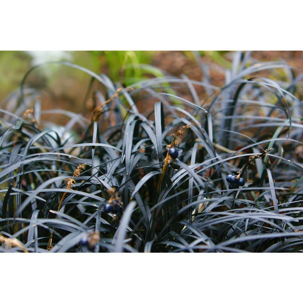 Online Orchards 1 Gal. Black Mondo Grass - Striking Dark Color Contrasts Beautifully Against Green and Purple Plants 7 Online Orchards 1 Gal. Black Mondo Grass - Striking Dark Color Contrasts Beautifully Against Green and Purple Plants - Image 7