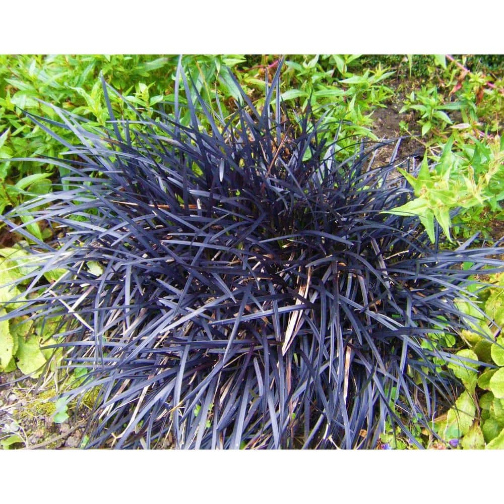 Online Orchards 1 Gal. Black Mondo Grass - Striking Dark Color Contrasts Beautifully Against Green and Purple Plants 2 Online Orchards 1 Gal. Black Mondo Grass - Striking Dark Color Contrasts Beautifully Against Green and Purple Plants - Image 2