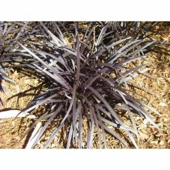 Online Orchards 1 Gal. Black Mondo Grass - Striking Dark Color Contrasts Beautifully Against Green and Purple Plants 12 Online Orchards 1 Gal. Black Mondo Grass - Striking Dark Color Contrasts Beautifully Against Green and Purple Plants -Online Orchards store online orchards ornamental grasses gror010 fa 1000