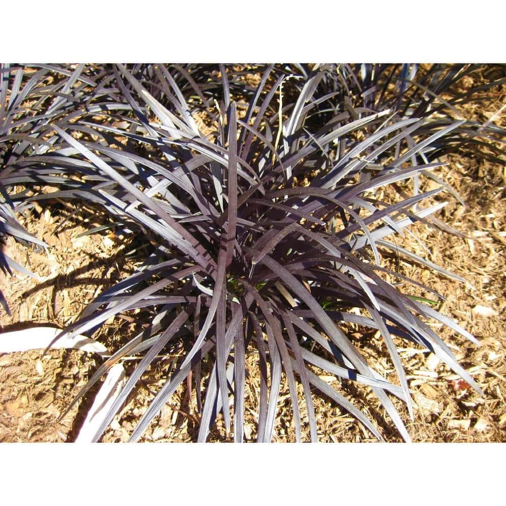 Online Orchards 1 Gal. Black Mondo Grass - Striking Dark Color Contrasts Beautifully Against Green and Purple Plants 6 Online Orchards 1 Gal. Black Mondo Grass - Striking Dark Color Contrasts Beautifully Against Green and Purple Plants - Image 6