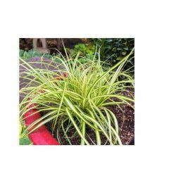 Online Orchards 1 Gal. Evergold Japanese Sedge Grass with Gold and Green Striped Cascading Blades