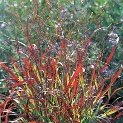 Online Orchards 1 Gal. Shenandoah Switch Grass (2-Pack) -Online Orchards store online orchards ornamental grasses gror012 1f 1000