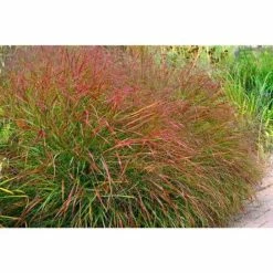 Online Orchards 1 Gal. Shenandoah Switch Grass (2-Pack) -Online Orchards store online orchards ornamental grasses gror012 4f 1000