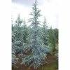 Online Orchards 1 Gal. Blue Atlas Cedar Tree with Sparkling Silver Blue Foliage