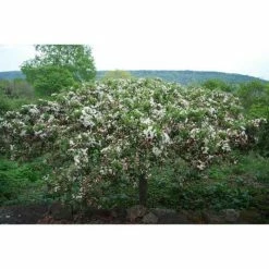 Online Orchards Spring Snow Flowering Crabapple Tree Bare Root -Online Orchards store online orchards ornamental trees flca001 1f 1000