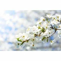 Online Orchards Spring Snow Flowering Crabapple Tree Bare Root -Online Orchards store online orchards ornamental trees flca001 fa 1000