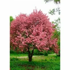 Online Orchards Prairie Fire Flowering Crabapple Tree Bare Root -Online Orchards store online orchards ornamental trees flca002 1f 1000