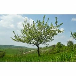 Online Orchards Prairie Fire Flowering Crabapple Tree Bare Root -Online Orchards store online orchards ornamental trees flca002 4f 1000