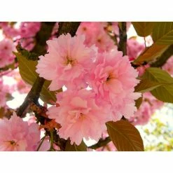 Online Orchards Kwanzan Cherry Blossom Tree Bare Root -Online Orchards store online orchards ornamental trees flch001 44 1000