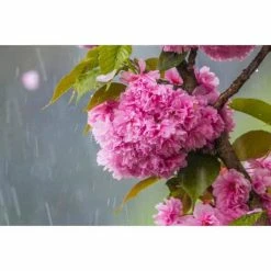 Online Orchards Kwanzan Cherry Blossom Tree Bare Root -Online Orchards store online orchards ornamental trees flch001 76 1000