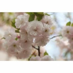 Online Orchards Yoshino Cherry Blossom Tree Bare Root -Online Orchards store online orchards ornamental trees flch002 44 1000