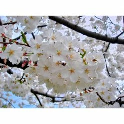 Online Orchards Yoshino Cherry Blossom Tree Bare Root -Online Orchards store online orchards ornamental trees flch002 4f 1000