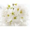 Online Orchards Yoshino Cherry Blossom Tree Bare Root